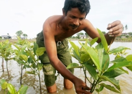 Trying to revive and protect Indonesia’s mangroves