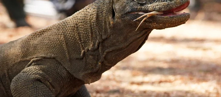 indonesias-jurassic-park-construction-begins-despite-concerns